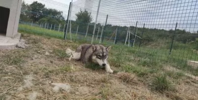 Étalon Siberian Husky - Ricoune Des Pipettechorizo