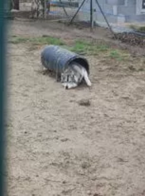 Étalon Siberian Husky - Ronie Des Pipettechorizo