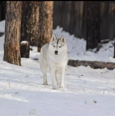Étalon Siberian Husky - Non stop for snow image