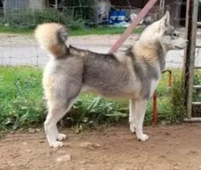 Étalon Siberian Husky - kileut' spirit Raila