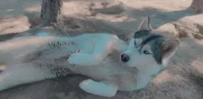 Étalon Siberian Husky - Polka (Sans Affixe)