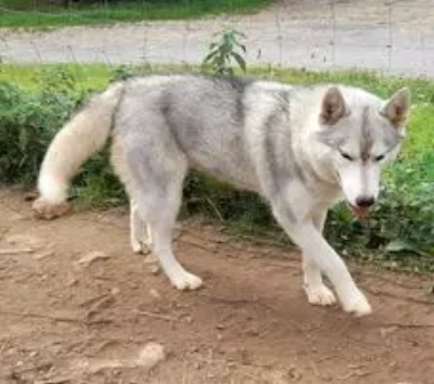 Étalon Siberian Husky - Roxy kileut' spirit