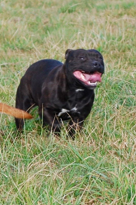 Étalon Staffordshire Bull Terrier - Zadatis RÃ©volution