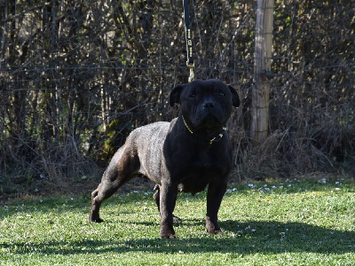 Étalon Staffordshire Bull Terrier - Raven bw (Sans Affixe)