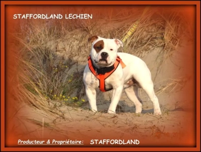 Étalon Staffordshire Bull Terrier - Staffordland Lechien