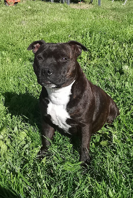 Étalon Staffordshire Bull Terrier - Or'aime Way of Contines