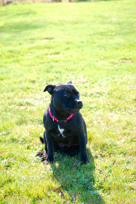 Étalon Staffordshire Bull Terrier - Rosie Good Dog Stafford