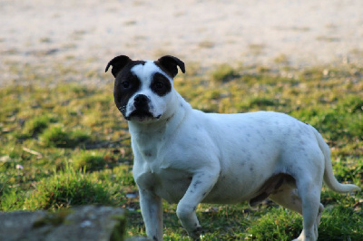 Étalon Staffordshire Bull Terrier - Sylvester stallone Du Domaine De Babylone
