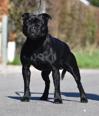 Étalon Staffordshire Bull Terrier - Skillstaff Royal ravens