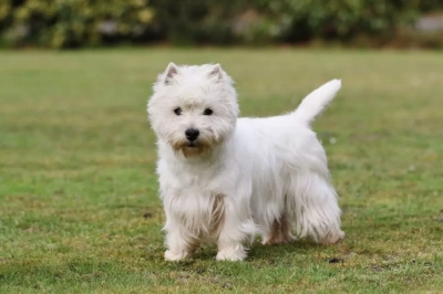 Étalon West Highland White Terrier - Sweet dreams dite swanna d'Isarudy