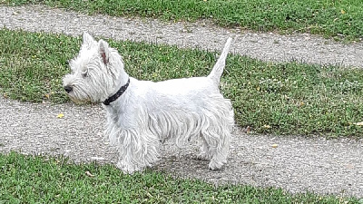 Étalon West Highland White Terrier - Rimelle de L'Etang des Chalands