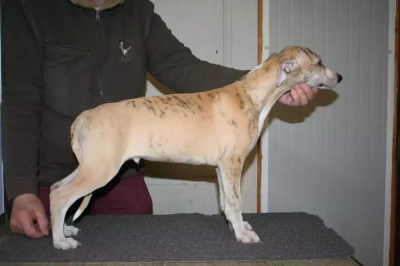 Étalon Whippet - Stewart von Hoëhenzoller