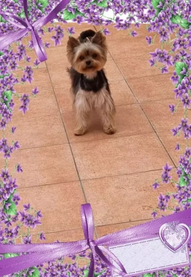Étalon Yorkshire Terrier - Magda du Chemin de Bausset