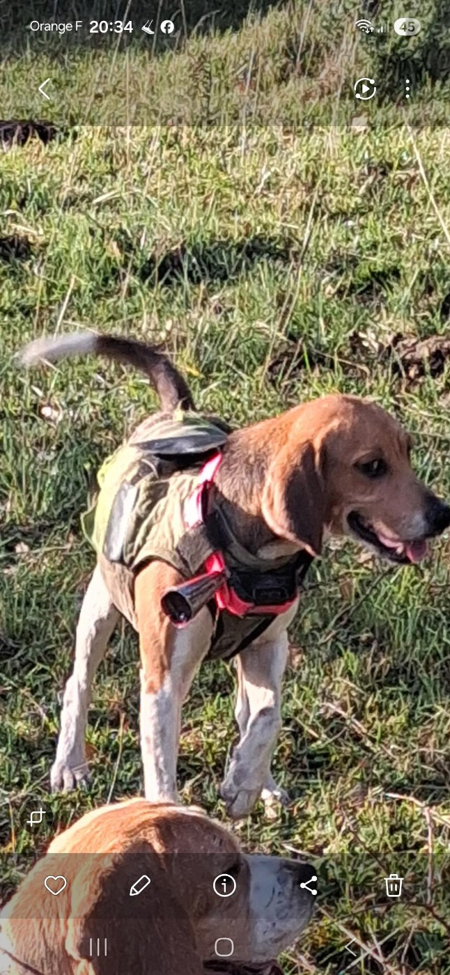 Les Beagle-Harrier de l'affixe   Des Meneurs d'Ariege