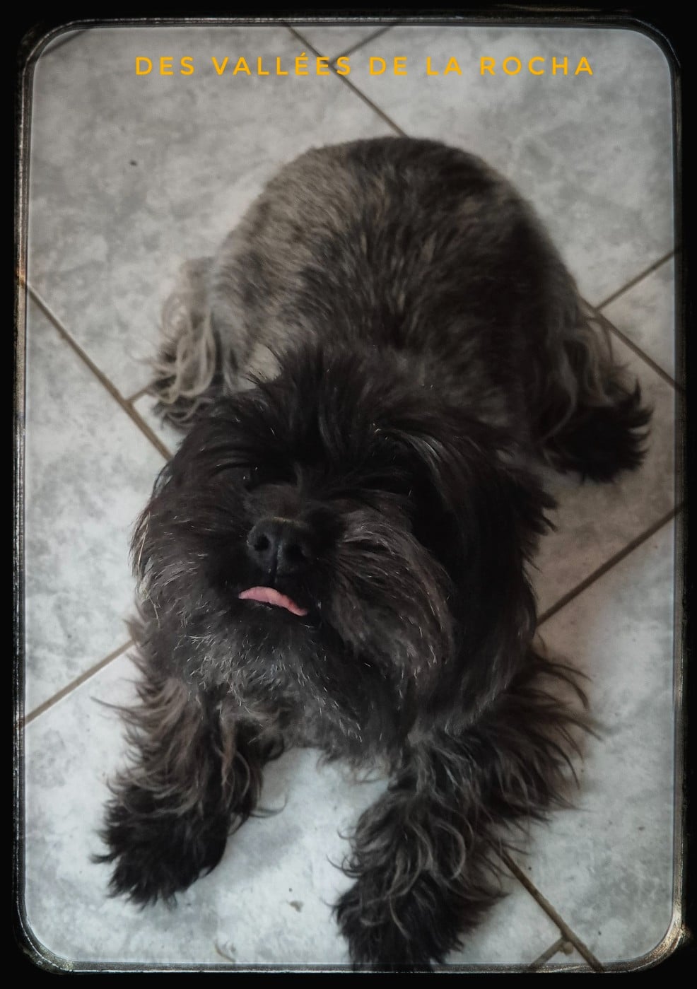 Les Cairn Terrier de l'affixe   des vallées de la Rocha