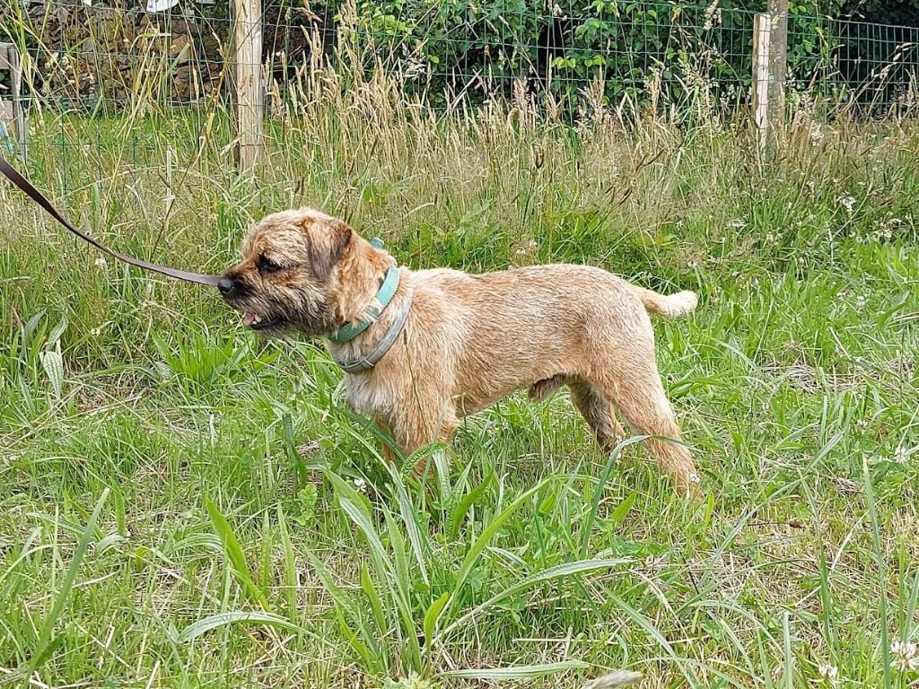 Les Border Terrier de l'affixe   Pietra Bianca