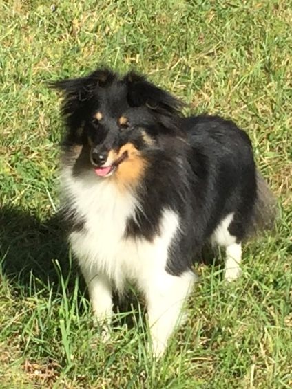 Les Shetland Sheepdog de l'affixe   Ferme De Laine