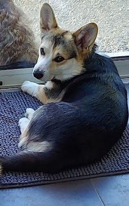 Les Welsh Corgi Pembroke de l'affixe   Pietra Bianca