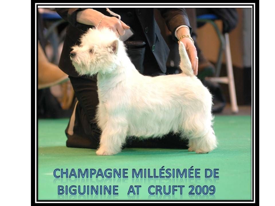 CH. Champagne millésimée de Biguinine