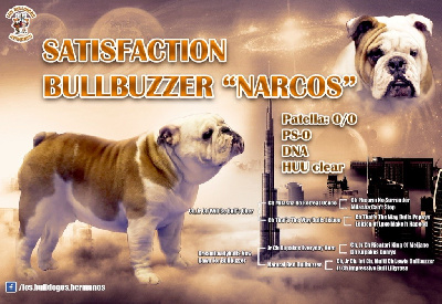 Étalon Bulldog Anglais - Satisfaction aka narcos Bullbuzzer