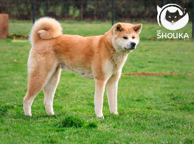Étalon Akita - Neiiji Of Shouka