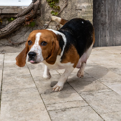 Étalon Beagle - Peana Des marais de courmont