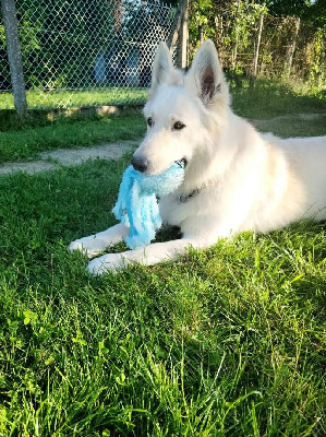 Étalon Berger Blanc Suisse - Nelson des vents d'océan