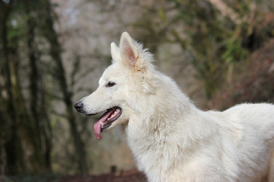 Étalon Berger Blanc Suisse - Shan (dit sun) Du Flocon D'argent