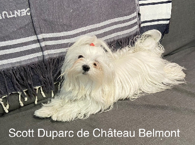 Étalon Bichon maltais - Scott duparc De Chateau Belmont