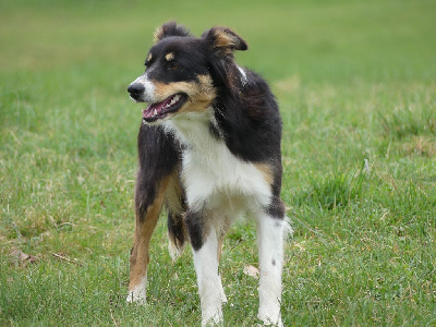 Étalon Border Collie - Jah Des Terres De Border