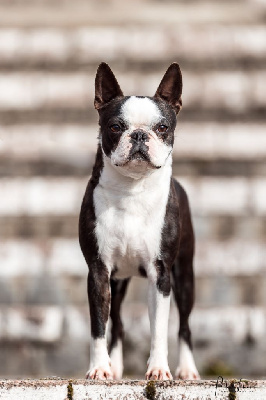 Étalon Boston Terrier - CH. Renaissance Sweeties Doggies