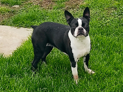 Étalon Boston Terrier - Stella pretty De Goute Agude