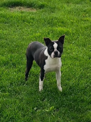Étalon Boston Terrier - Reglisse omega De Goute Agude