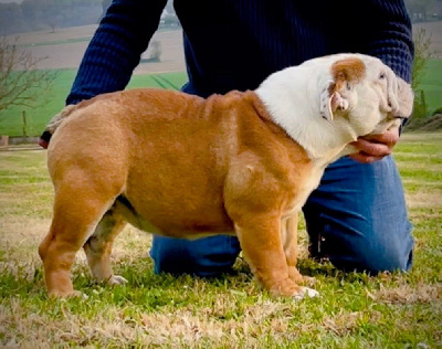Étalon Bulldog Anglais - Krysbull Sunshine dorwood
