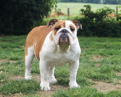 Étalon Bulldog Anglais - Ruby Jewel Sixneuf