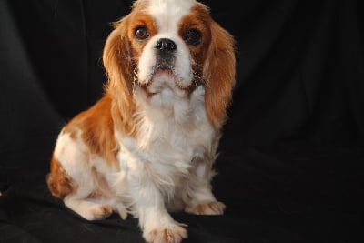 Étalon Cavalier King Charles Spaniel - Orphee de la colline au noir desir