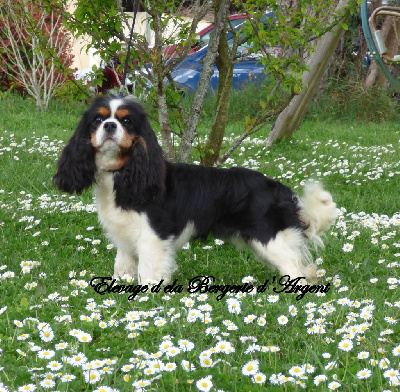 Étalon Cavalier King Charles Spaniel - Radieuse de la bergerie d'argent