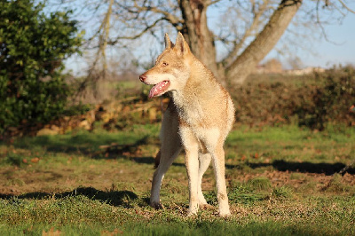 Étalon Chien-loup de Saarloos - Rowtag durotan Des Flammes Rousses