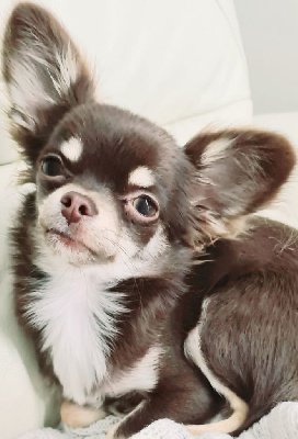 Étalon Chihuahua - S'quive Du Palais D'Orka