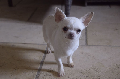 Étalon Chihuahua - dartan Joy