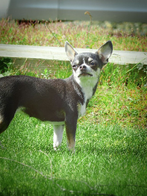 Étalon Chihuahua - R'monie Oni Holy Moly