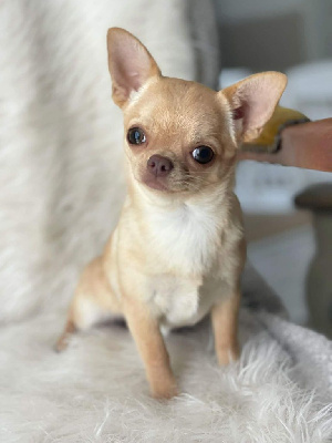 Étalon Chihuahua - Shouchoute De L'Etoile Rose'a Palmira