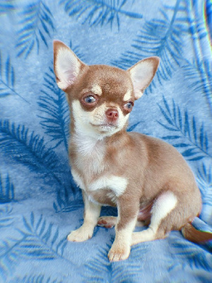 Étalon Chihuahua - Smoothi Des Esquisses Du Phoenix