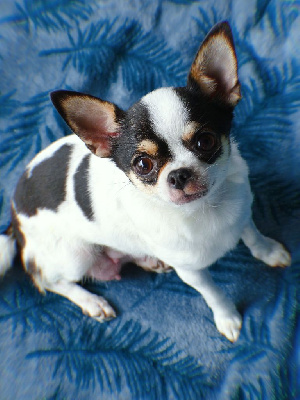 Étalon Chihuahua - Roxanne (Sans Affixe)
