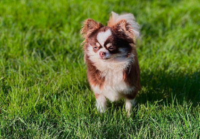Étalon Chihuahua - Shazam (Sans Affixe)