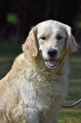 Étalon Golden Retriever - Pacific de la Gabrière