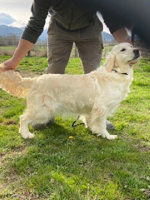 Étalon Golden Retriever - Obergine De La Villa Des Truffes D'or