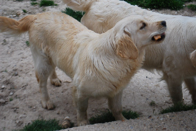 Étalon Golden Retriever - Sine qua non (shannon) Des Fees Du Dolmen