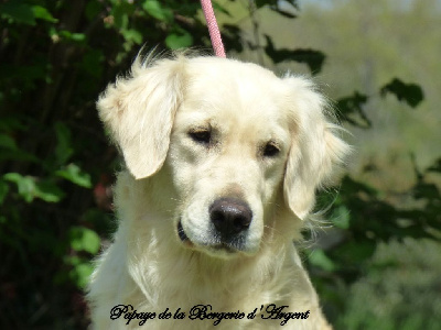 Étalon Golden Retriever - Papaye de la bergerie d'argent
