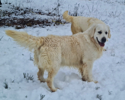 Étalon Golden Retriever - Osana du Château de l'Amour